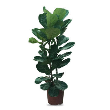 Ficus lyrata (Multi Stem)