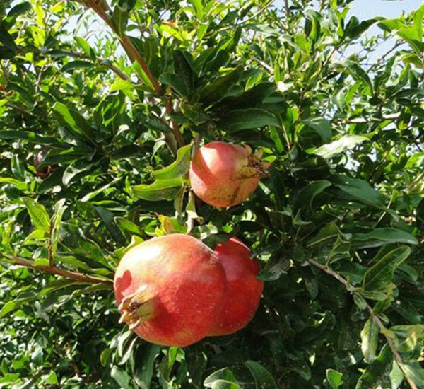 Punica granatum أو شجرة الرمان شجرة الرمان