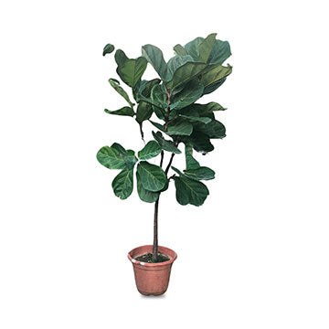 Ficus lyrata (Multi Branched)