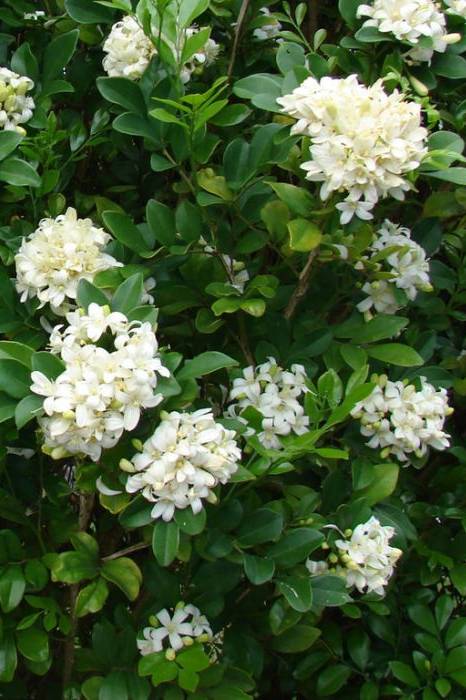 Murraya Paniculata