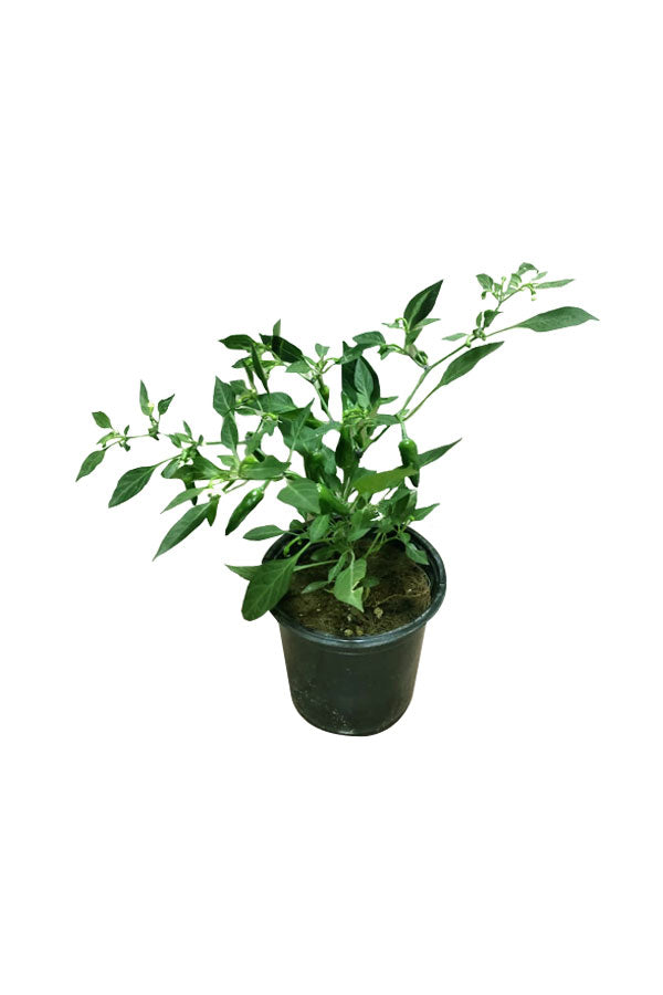 Chilli Pepper - Evergreen Perennial