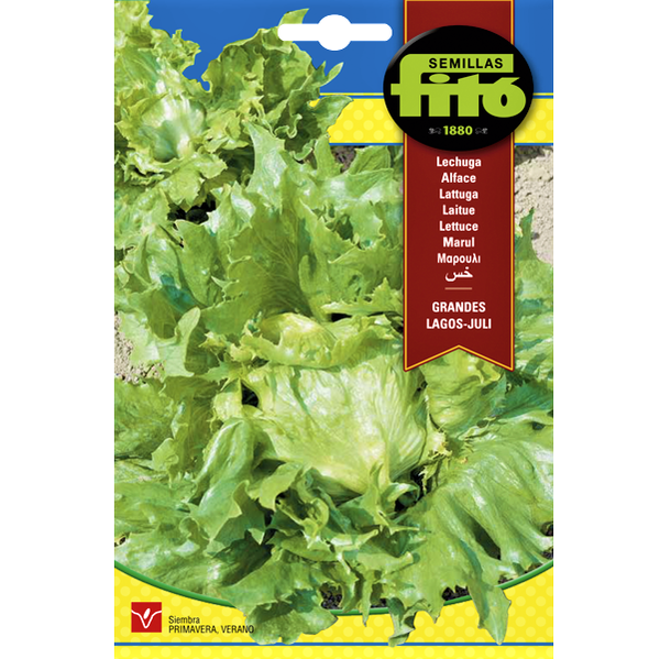 Lettuce Grandes Lagos Juli Seeds
