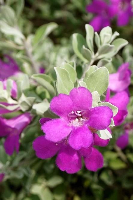 Texas Sage