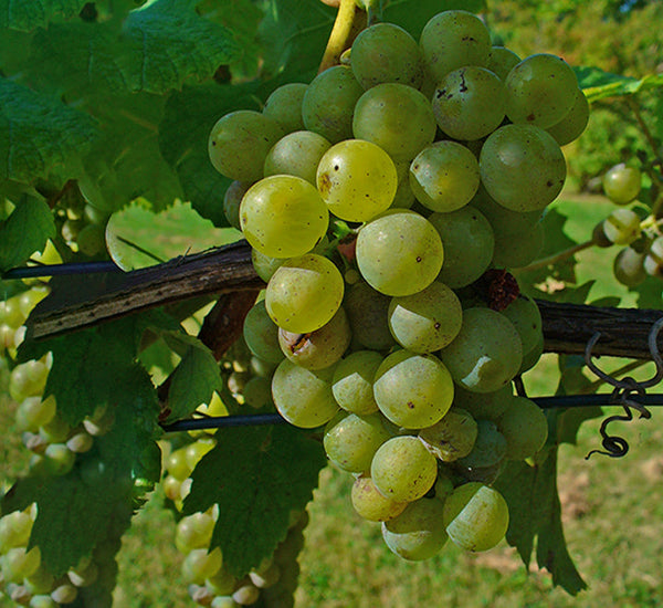 Vitis vinifera Or Grapes Vine Plant الشجرالعنب فاين