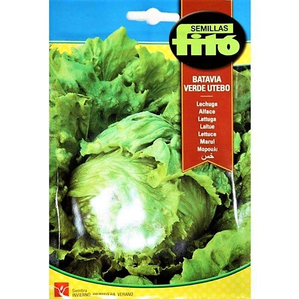 Lettuce Webbs Wonderful  Seeds