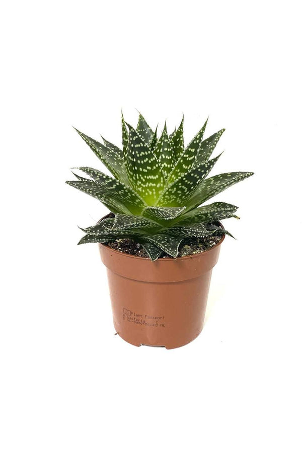 Aloe Aristata