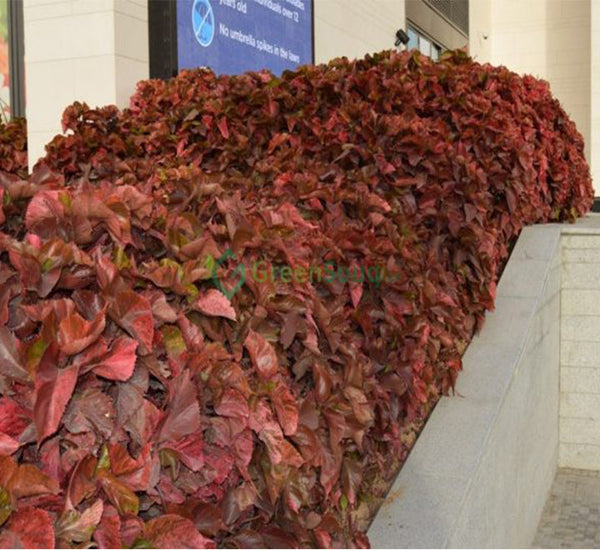 Acalypha wilkesiana “Copper Leaf” 30-50cm