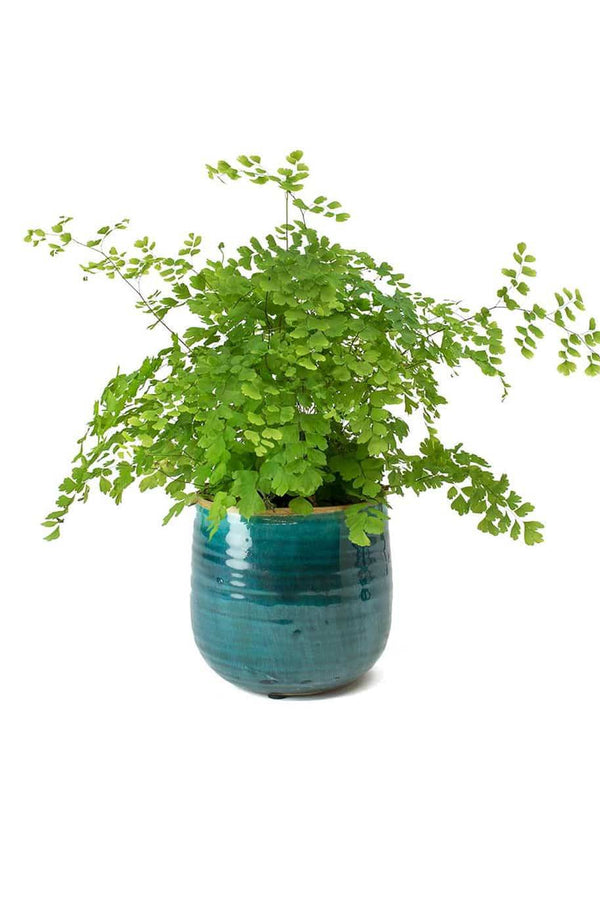 Maidenhair Fern Fragrans