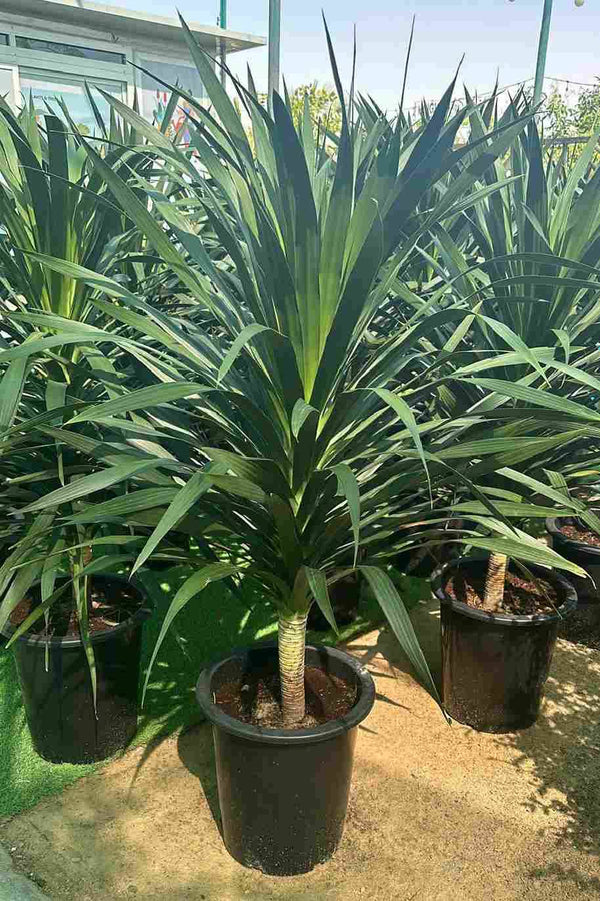 African Dragon Tree