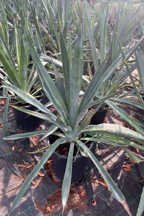 Agave Blue Star