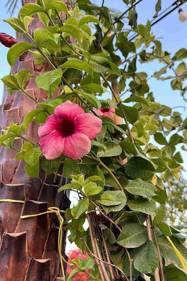 Allamanda Pink Tall