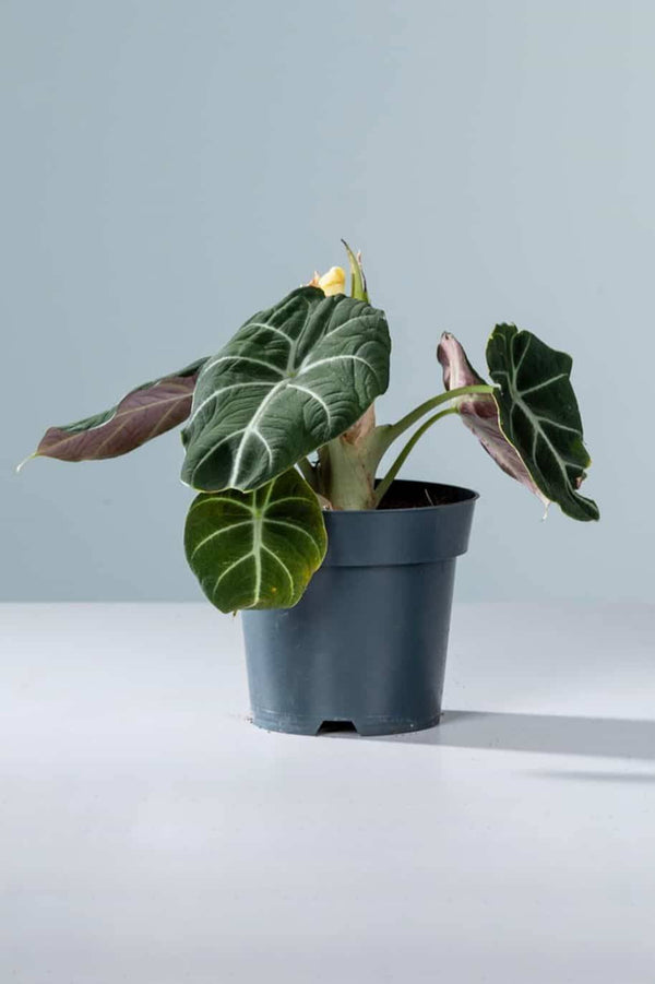 Alocasia Black Velvet Holland
