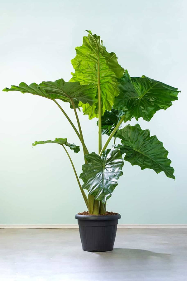 Alocasia California