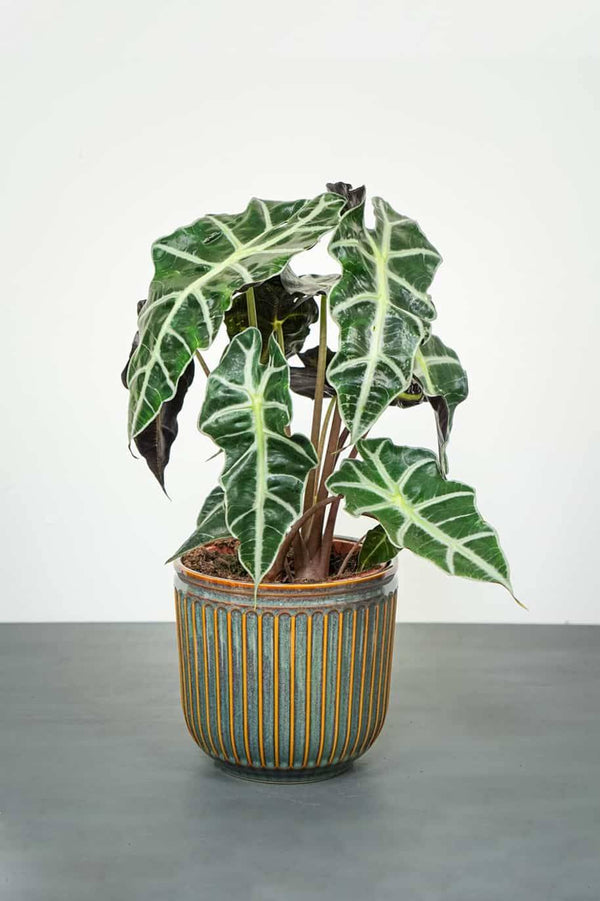 Alocasia Elephant Ear