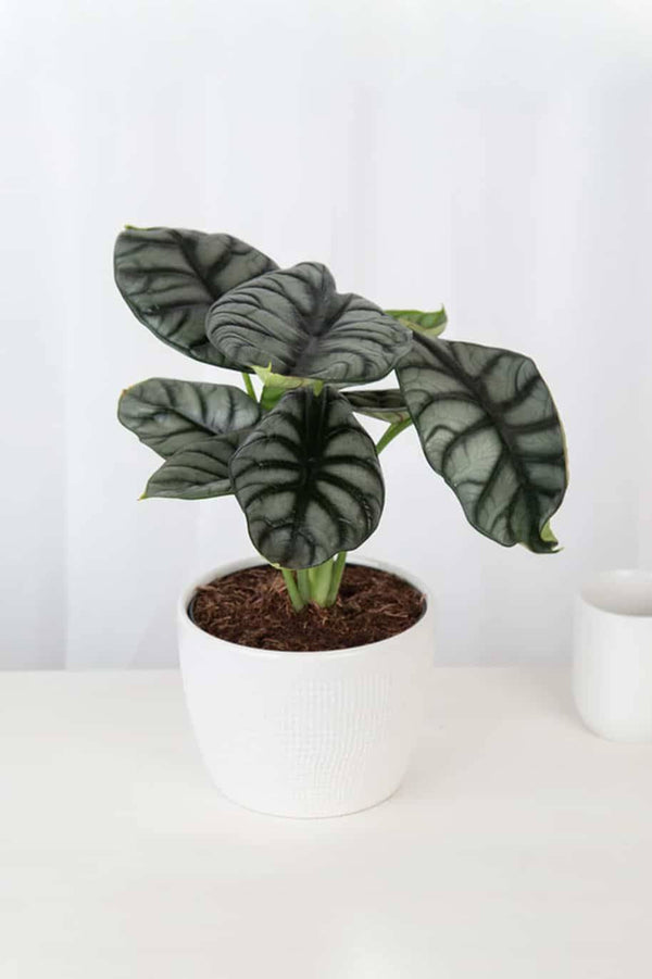 Alocasia Silver Dragon