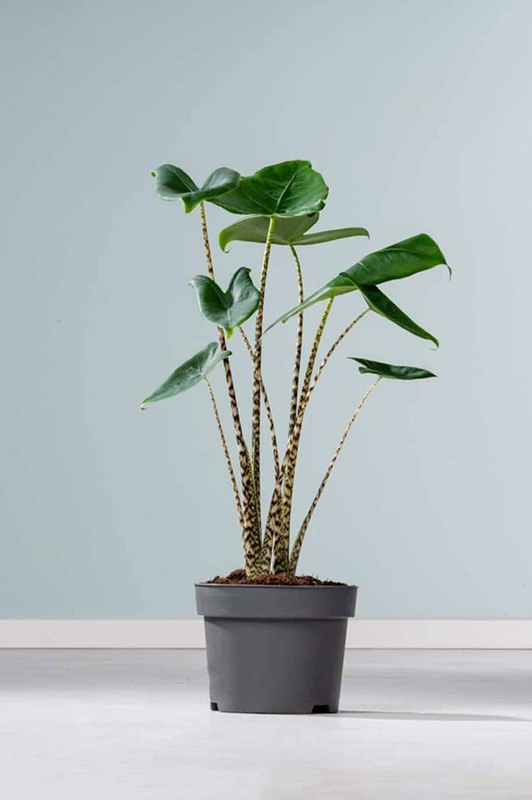 Alocasia Zebrina