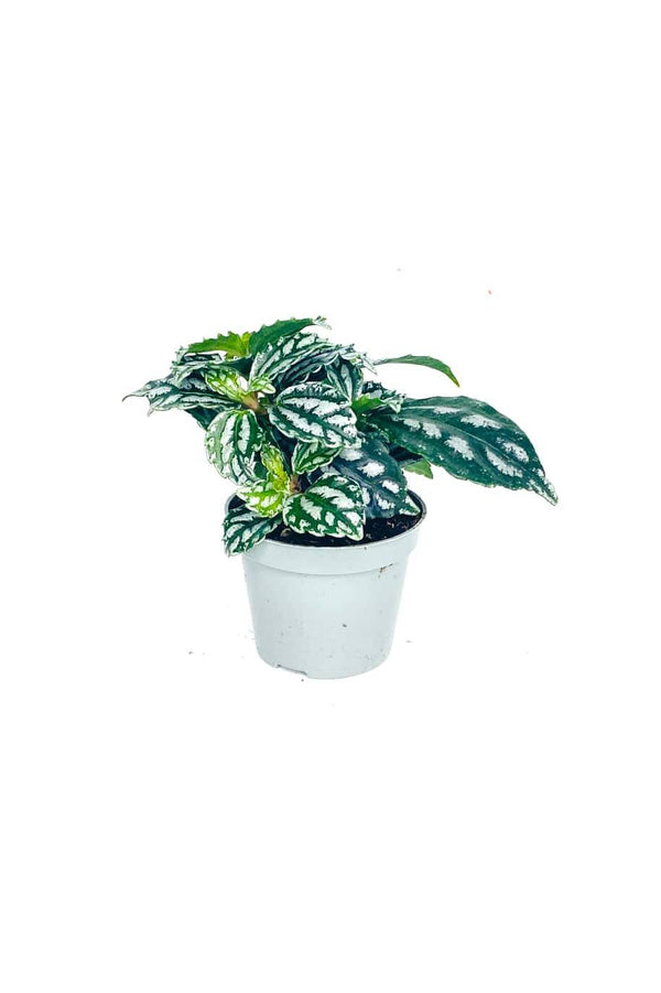 Aluminium Plant Mini