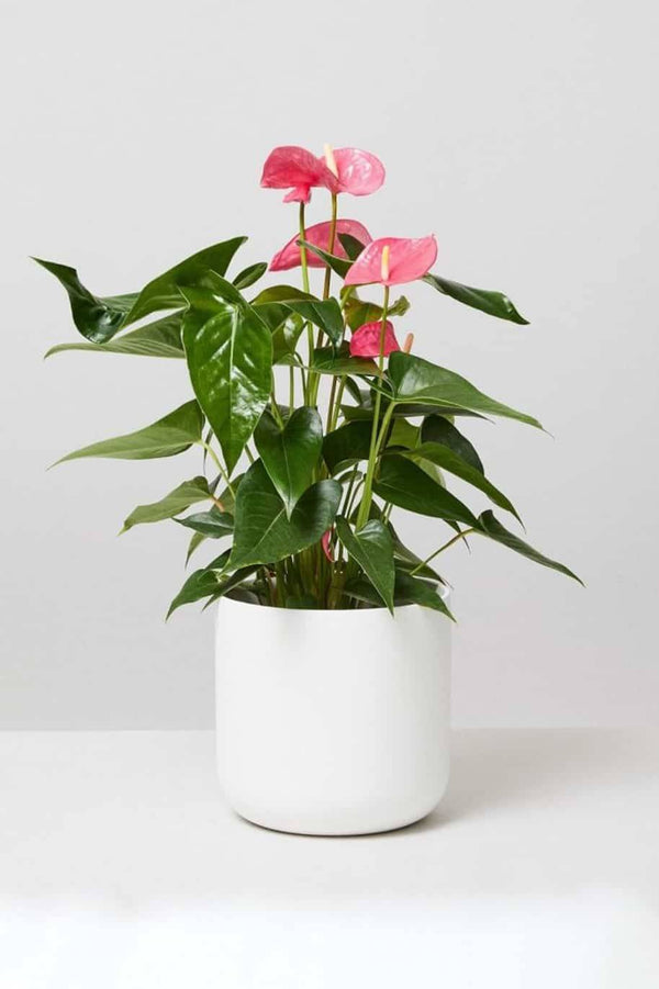 Anthurium Pink
