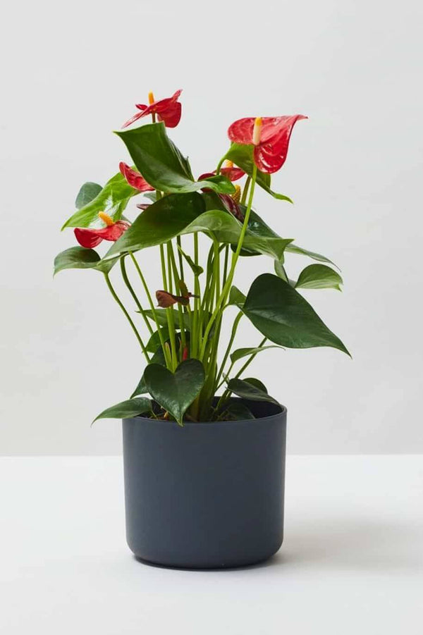 Anthurium Red