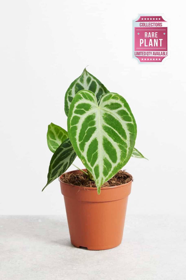 Anthurium Silver Blush