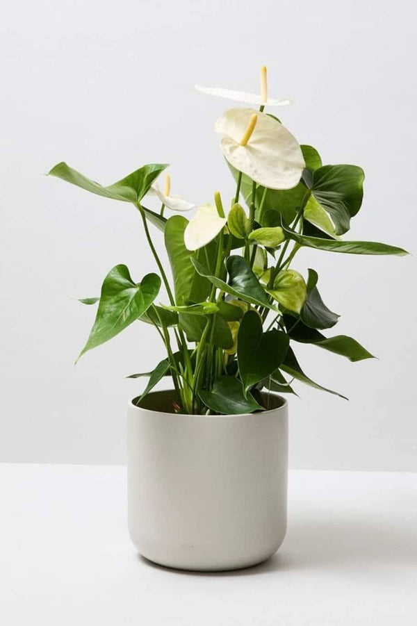Anthurium White