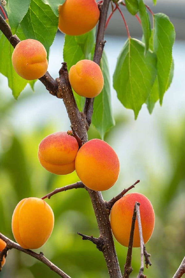 Apricot tree
