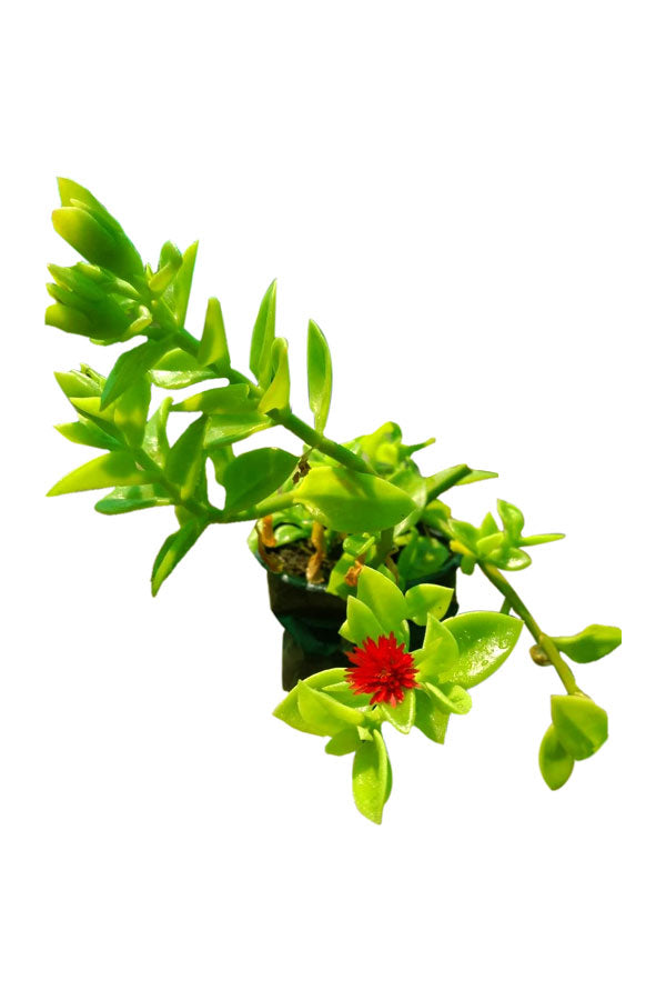 Aptenia - Baby Sun Rose