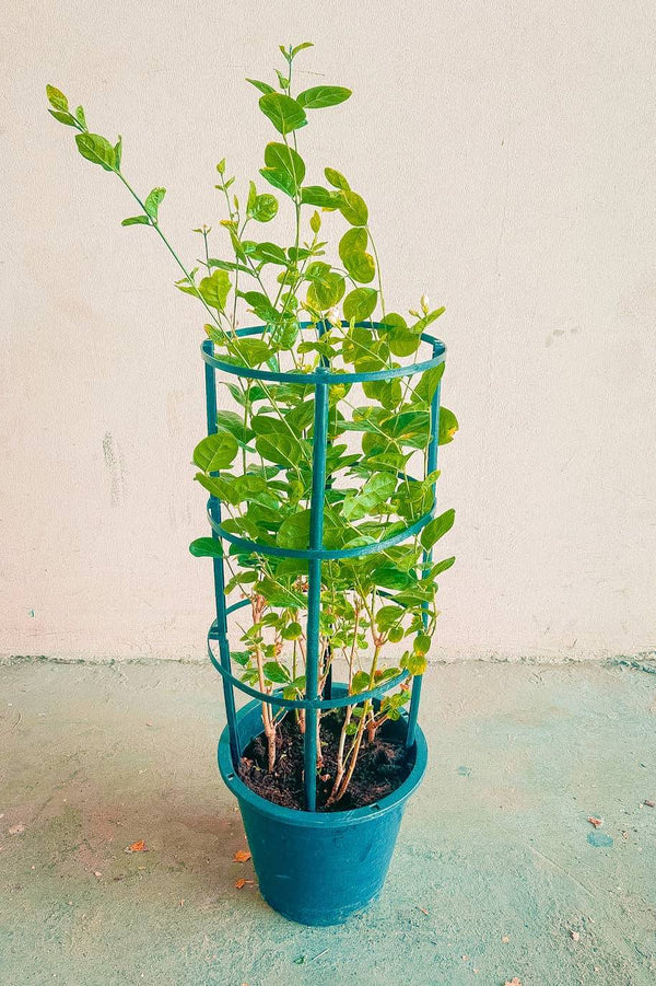 Arabian Jasmine