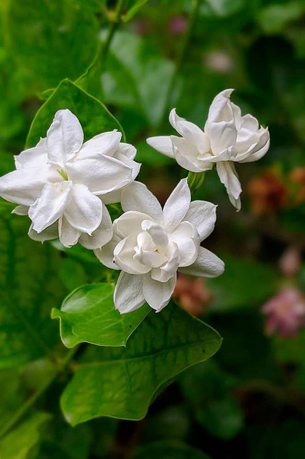Arabian Jasmine || Jasminum sambac || الياسمين العربي || Fragrant Shrub for Gardens UAE & KSA