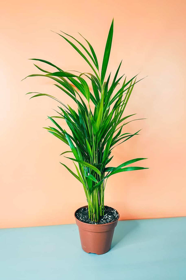 Areca Palm 50cm-60cm