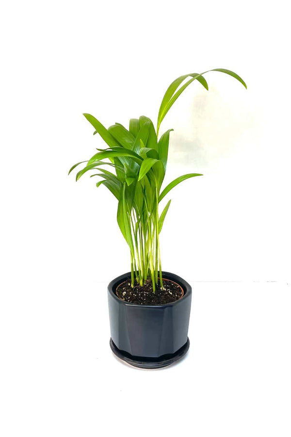 Areca Palm Mini