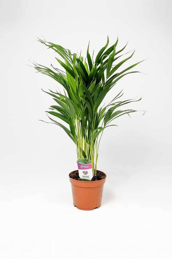 Areca Small