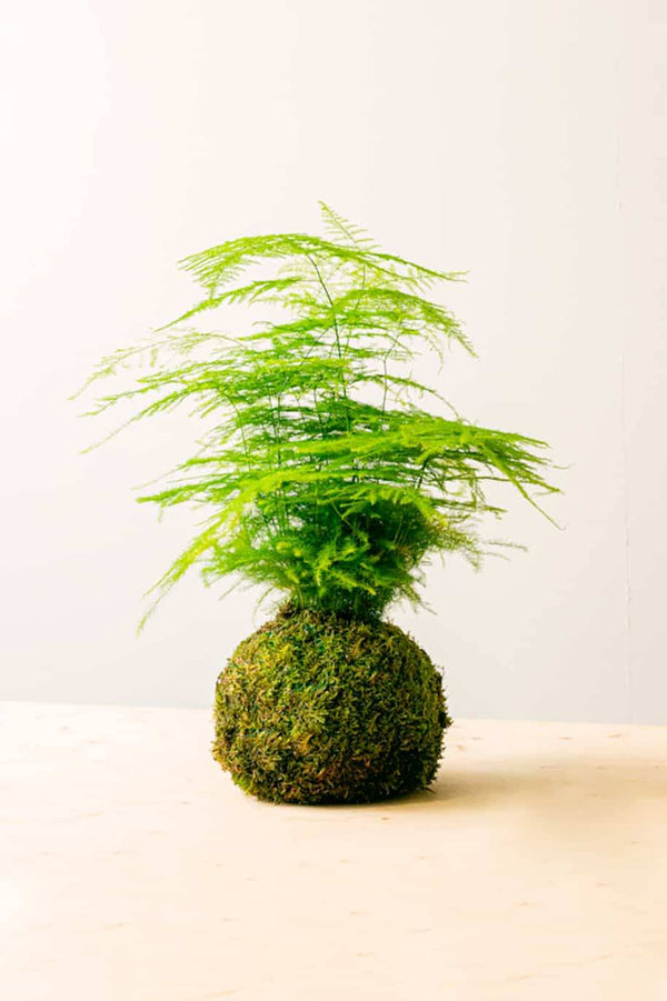 PS Aspa Kokedama
