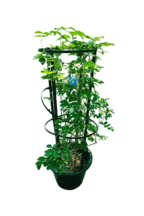 Asian Pigeon Wings-Clitoria Ternatea-Outdoor Flowering Plant