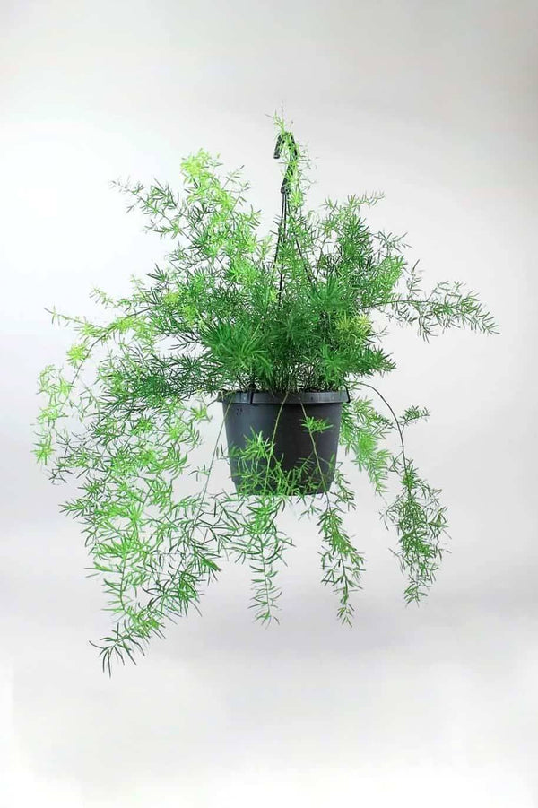 Asparagus Fern Hanging