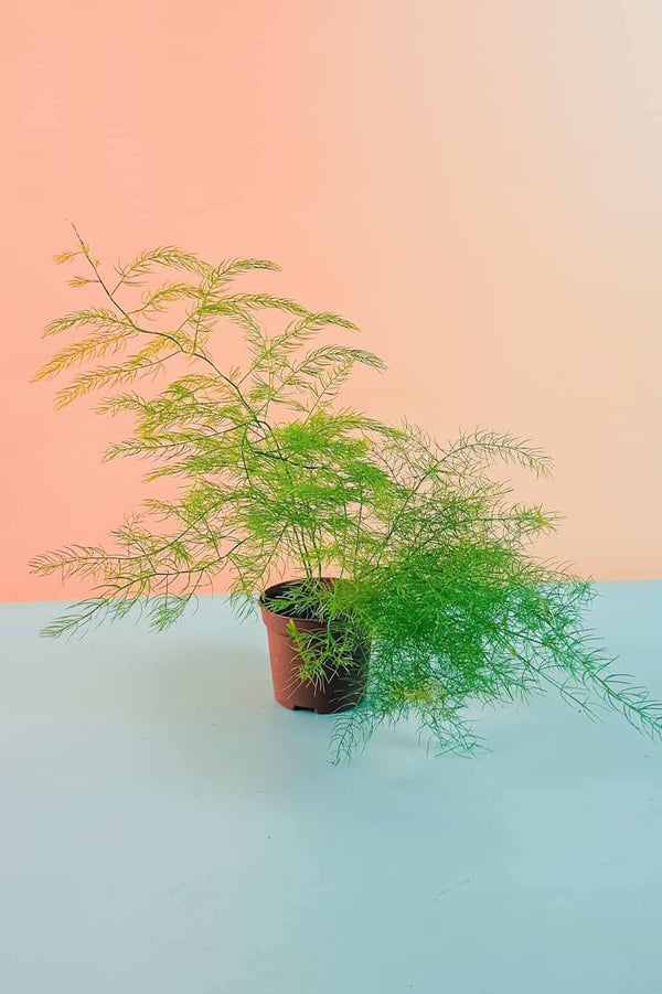 Asparagus Fern Mini