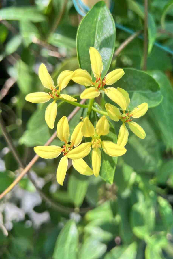 Australian Gold Vine
