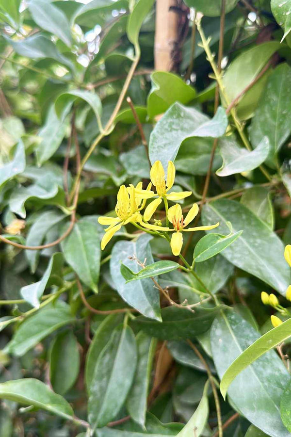 Australian Gold Vine Tall