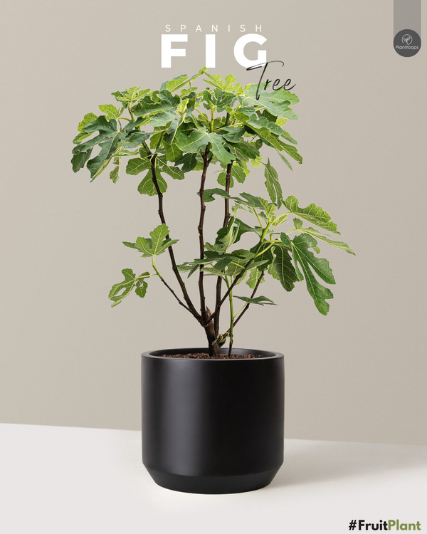 تمر هندي مانيلا