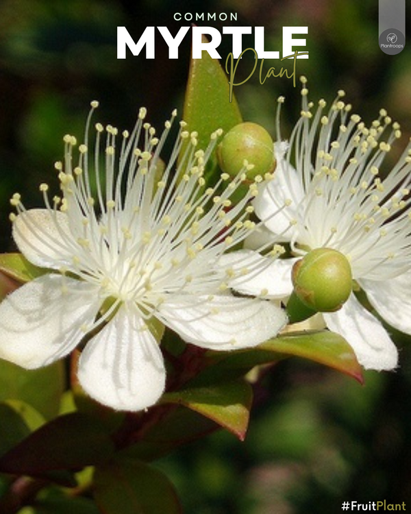 Myrtus Communis || Common Myrtle || شجرة الميرتوس || Aromatic Evergreen Shrub for UAE & KSA
