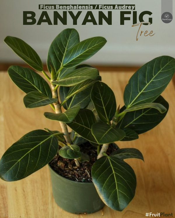 Banyan Tree || Ficus Benghalensis || شجرة البانيان || Majestic Shade Tree for Garden & Landscape UAE & KSA