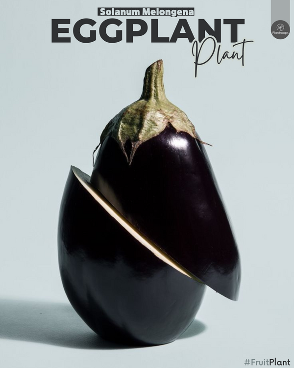 Eggplant Plant || Solanum Melongena || شجرة الباذنجان || Nutrient-Rich Vegetable Plant UAE & KSA