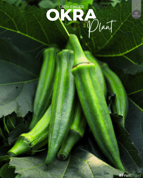Okra Plant || Lady Finger || شجرة البامية || Nutritious Vegetable Plant UAE & KSA
