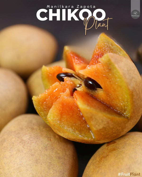 Chikoo Tree || Manilkara Zapota || شجرة الشيكو || Sweet Fruit-Bearing Tree UAE & KSA