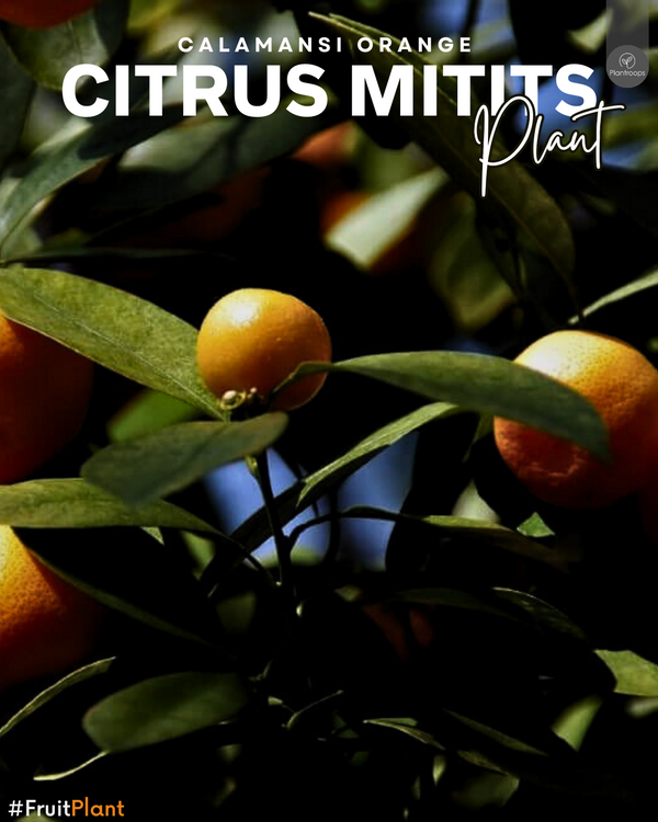 Citrus Mitis || Chinese Oranges || البرتقال الصيني || Mini Sweet Oranges for Garden & Patio UAE & KSA