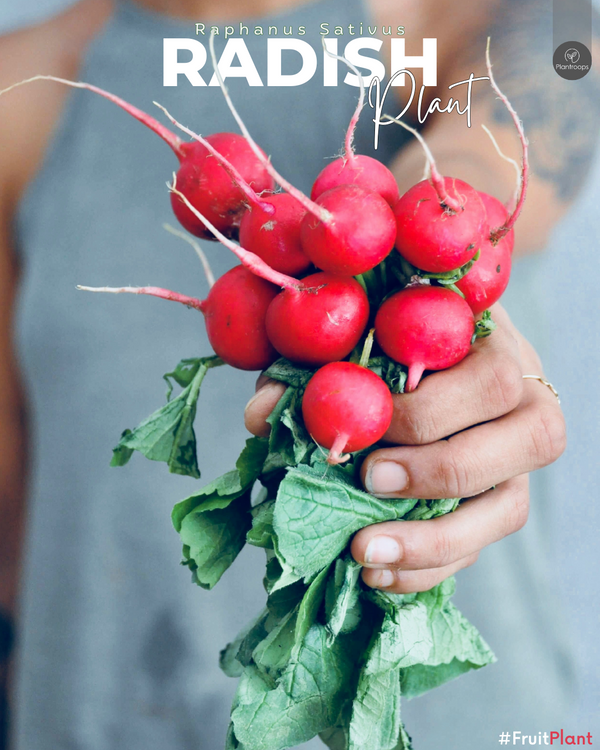 Radish - Raphanus Sativus - Outdoor Fruit Plant