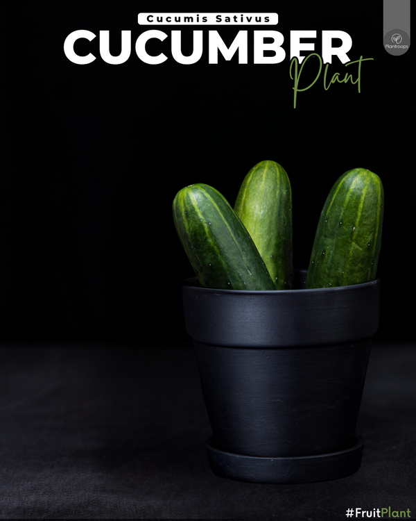 Cucumber Plant || Cucumis Sativus || شجرة الخيار || Easy-to-Grow, Nutritious Vegetable Plant UAE & KSA