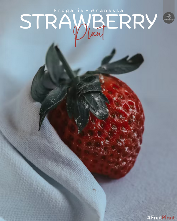 Strawberry Plant || Fragaria x Ananassa || شجرة الفراولة || Sweet and Flavorful Fruit Plant UAE & KSA