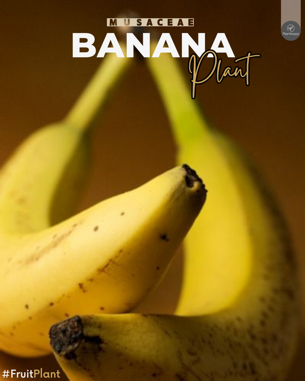 Banana Plant || Musa paradisiaca || شجرة الموز || Edible Banana Tree UAE & KSA