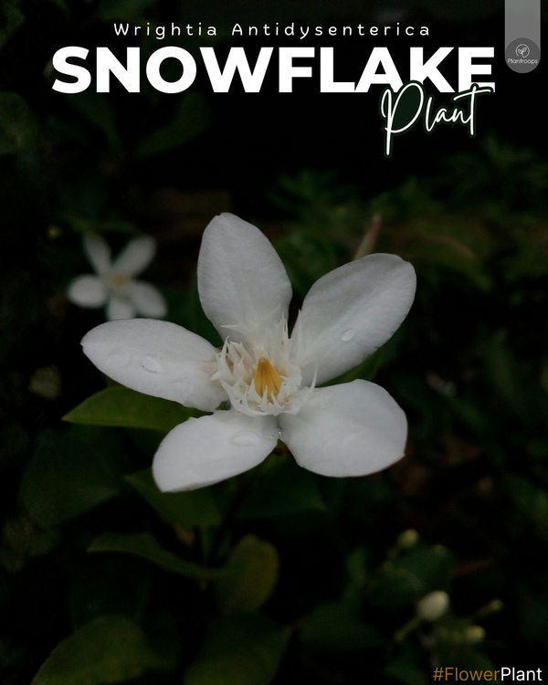 Snowflake Plant || Wrightia Antidysenterica || شجرة الثلج || Elegant White Blooms for UAE & KSA